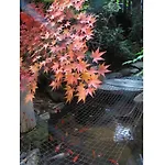 Matsubaya Ryokan - Vacation Stay 05187V